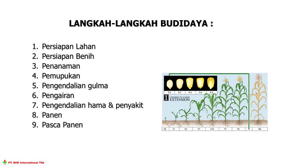 Petani sedang melakukan perawatan tanaman jagung hibrida di kecamatan gurah